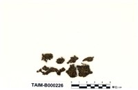 藏品(卷葉濕地苔)的圖片